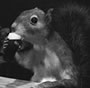 Chipmunk